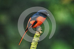 TheÂ scarlet minivetÂ or Pericrocotus speciosus is a smallÂ passerineÂ bird. ThisÂ minivetÂ is found in tropical southernÂ AsiaÂ 